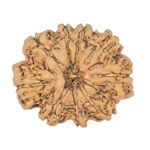 9 Mukhi Rudraksha 23mm 2.81gm