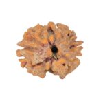 2 Mukhi Rudraksha 20.2mm 2.3gm - Rudraksha