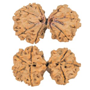 7 MK Gaurishankar 38.6mm 6.86gm - Rudraksha