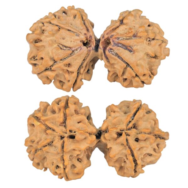 7 MK Gaurishankar 38.6mm 6.86gm - Rudraksha