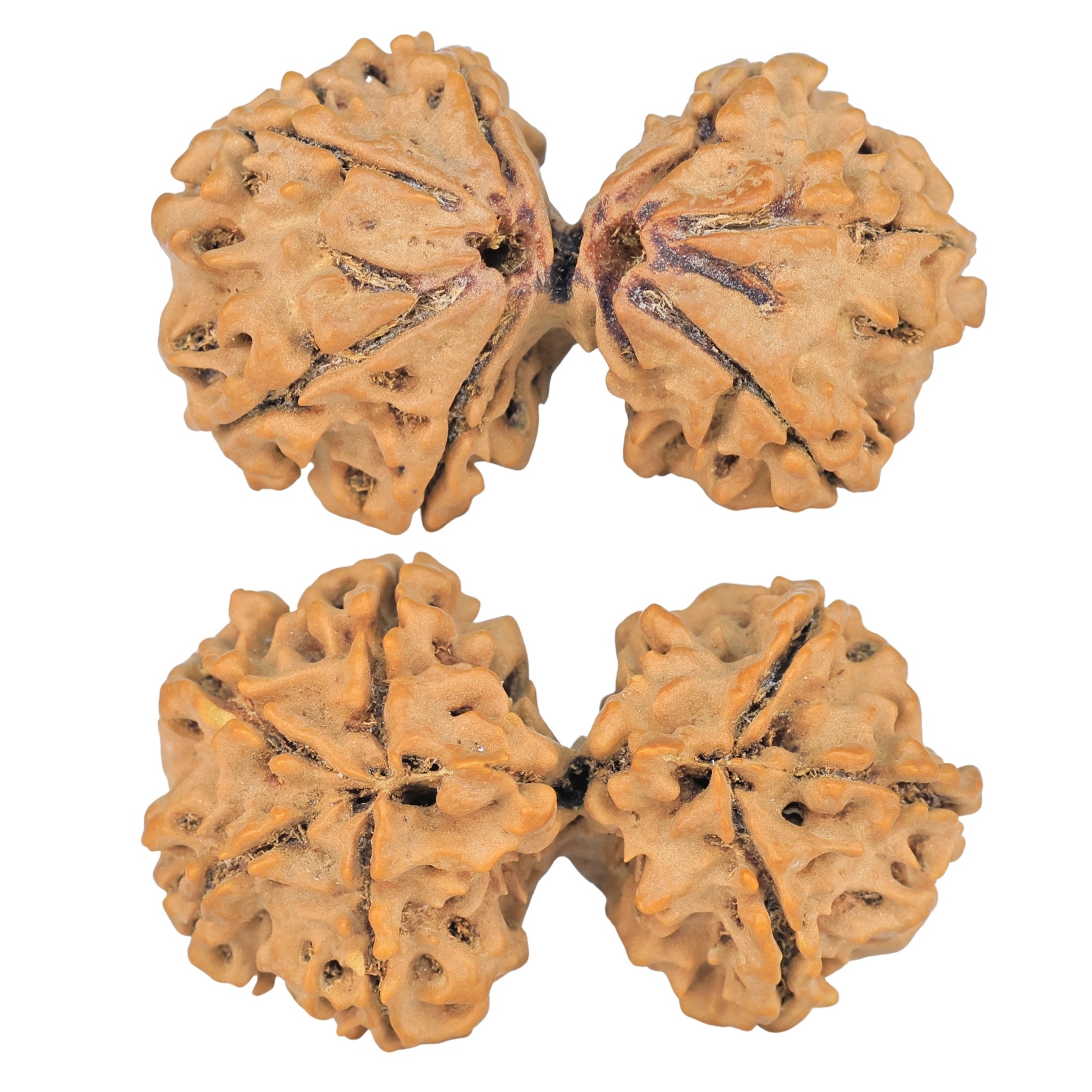 7 MK Gaurishankar 38.6mm 6.86gm - Rudraksha