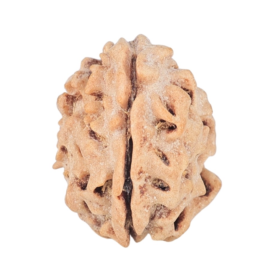 1 Mukhi Rudraksha 17.3mm 1.56gm - Rudraksha