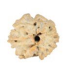 2 Mukhi Rudraksha 21.4mm 2.24gm - Rudraksha