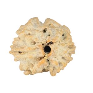 2 Mukhi Rudraksha 21.4mm 2.24gm - Rudraksha