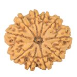10 Mukhi Rudraksha 29.4mm 5.86gm - Rudraksha