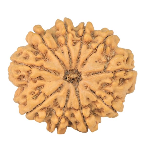 10 Mukhi Rudraksha 29.4mm 5.86gm - Rudraksha