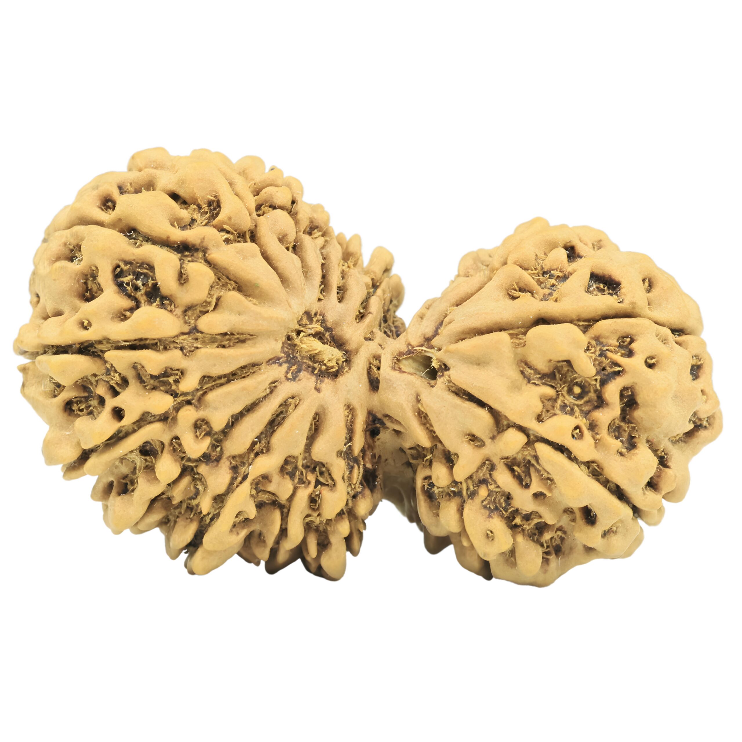 17 MK Gaurishankar 43.1mm 8.28gm - Rudraksha