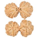 10 Mk Gaurishankar 36mm 6.38gm - Rudraksha