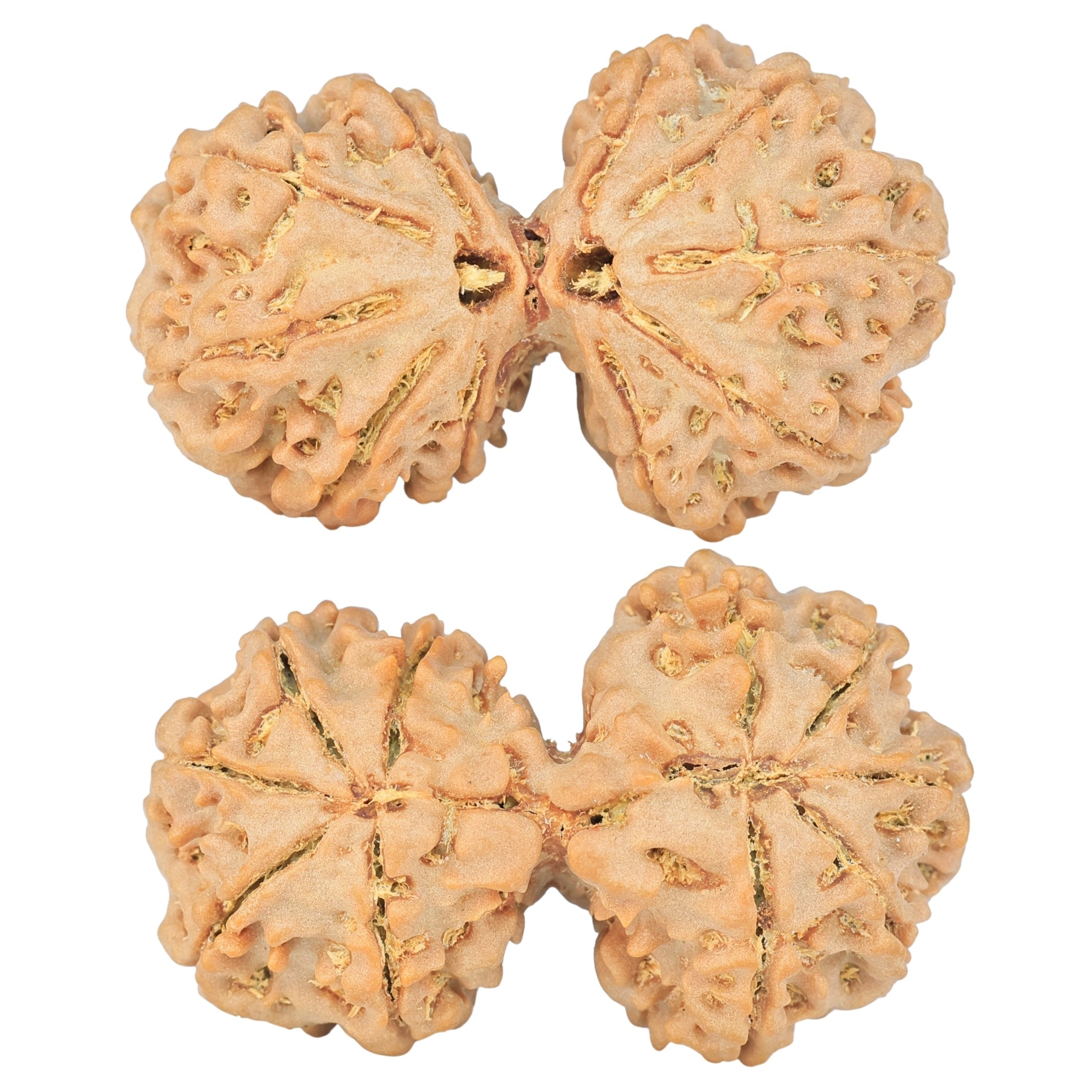 10 Mk Gaurishankar 36mm 6.38gm - Rudraksha