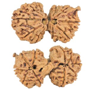 12 MK Mini Trijuti & Ganesh 34.6mm 6.26gm - Rudraksha
