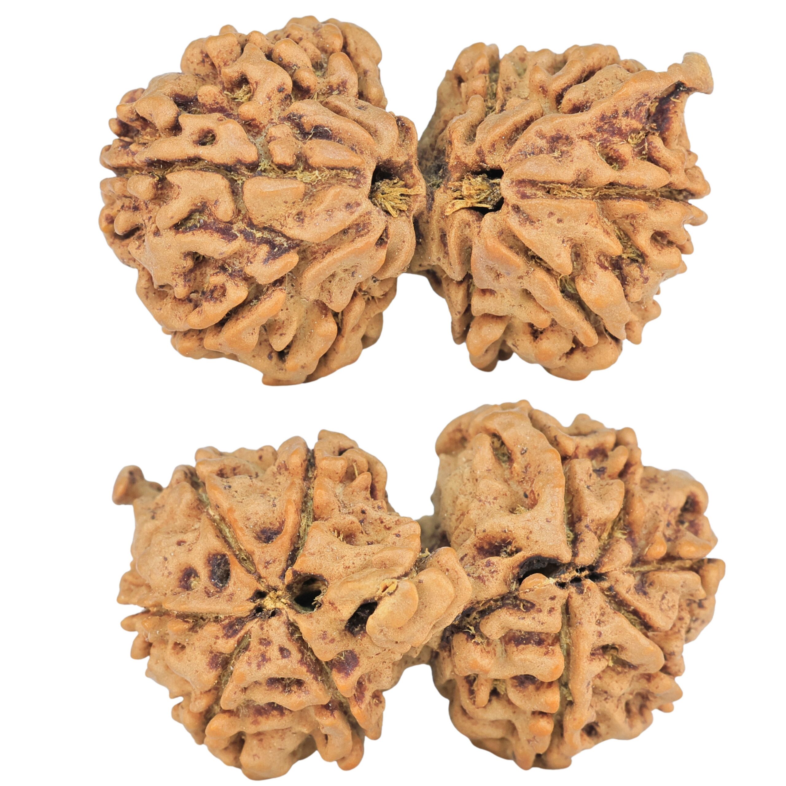 12 MK Mini Trijuti & Ganesh 34.6mm 6.26gm - Rudraksha