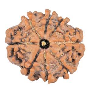 8 Mukhi Rudraksha 20.7mm 2.7gm