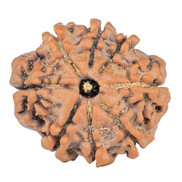 8 Mukhi Rudraksha 20.7mm 2.7gm - Rudraksha