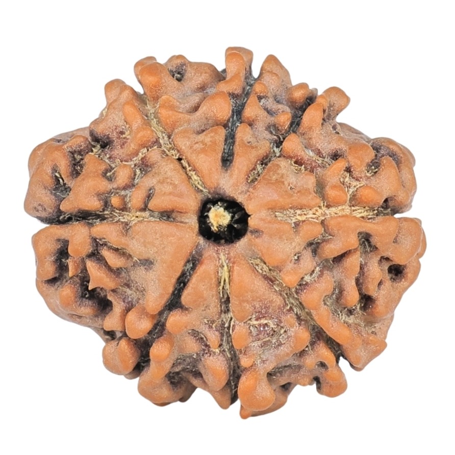 8 Mukhi Rudraksha 20.7mm 2.7gm - Rudraksha