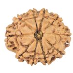 10 Mukhi Rudraksha 23.9mm 3.1gm - Rudraksha