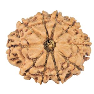 10 Mukhi Rudraksha 23.9mm 3.1gm - Rudraksha
