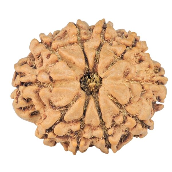 10 Mukhi Rudraksha 23.9mm 3.1gm - Rudraksha