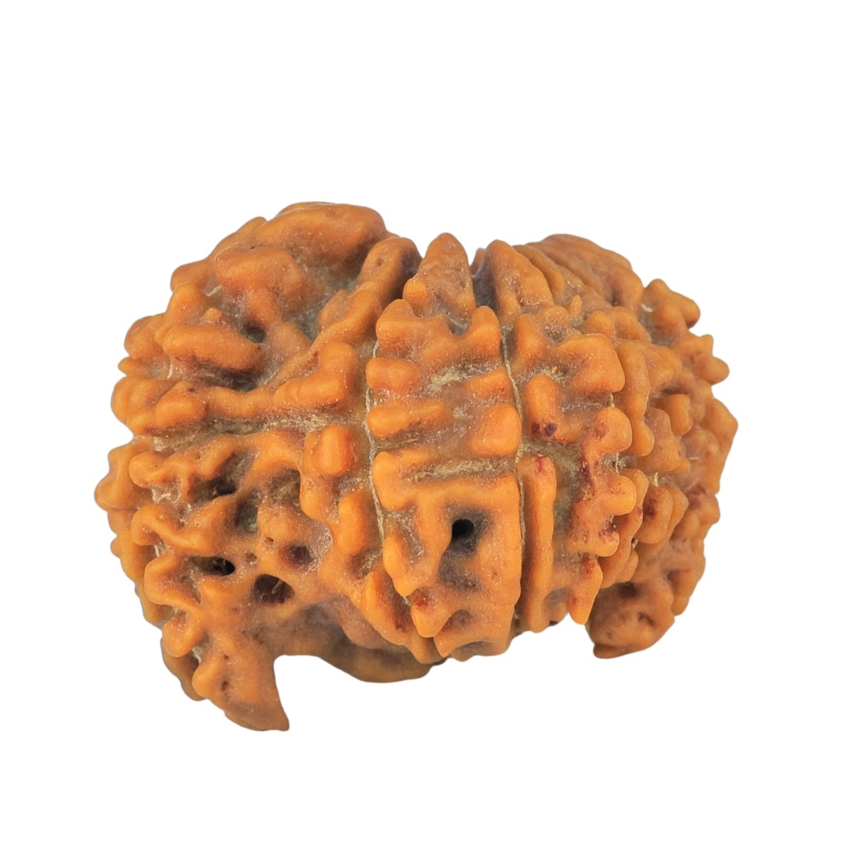 Sawar/Ganesh (11+1) 20mm 1.87gm - Rudraksha