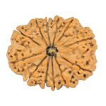 12 Mukhi Rudraksha 28.6mm 4.74gm - Rudraksha