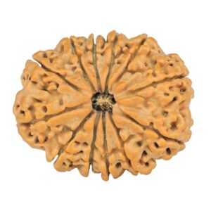 12 Mukhi Rudraksha 28.6mm 4.74gm - Rudraksha