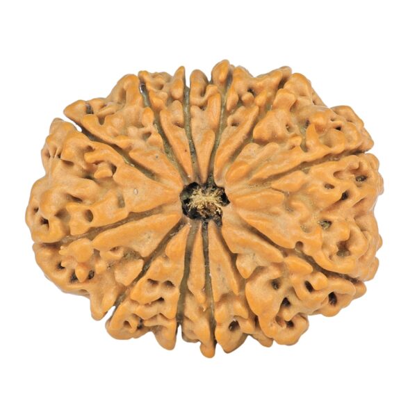 12 Mukhi Rudraksha 28.6mm 4.74gm - Rudraksha