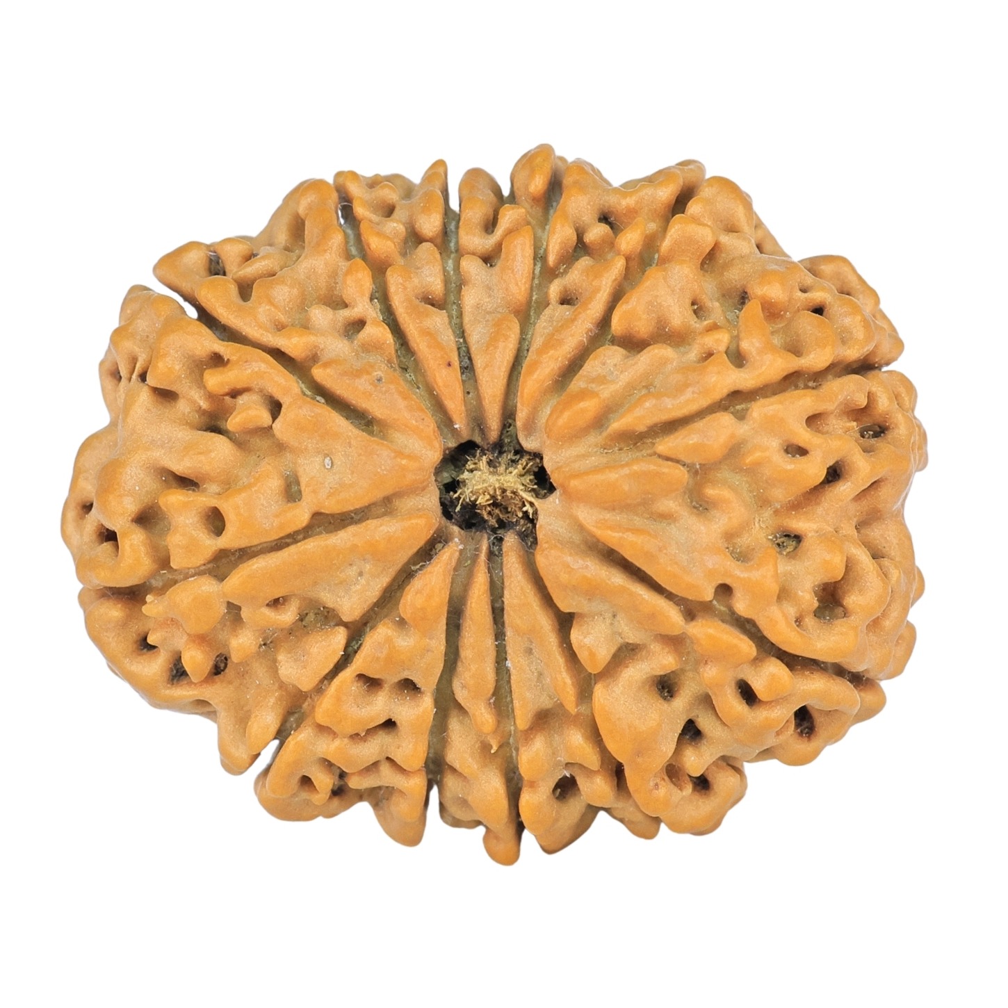 12 Mukhi Rudraksha 28.6mm 4.74gm - Rudraksha