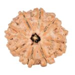 8 Mukhi Rudraksha 21.1mm 2.8gm - Rudraksha