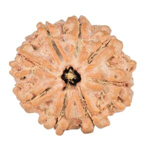 8 Mukhi Rudraksha 21.1mm 2.8gm