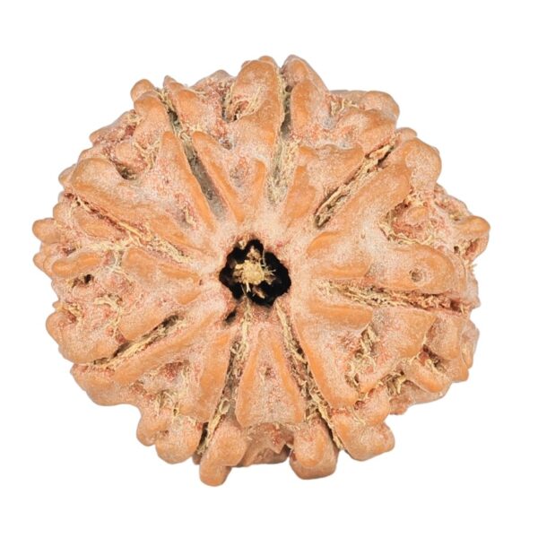 8 Mukhi Rudraksha 21.1mm 2.8gm - Rudraksha