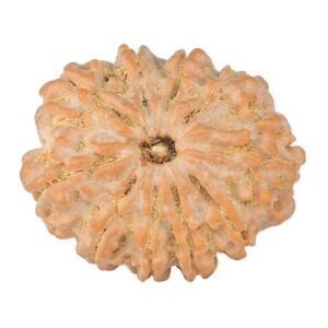 10 Mukhi Rudraksha 26.2mm 4.79gm