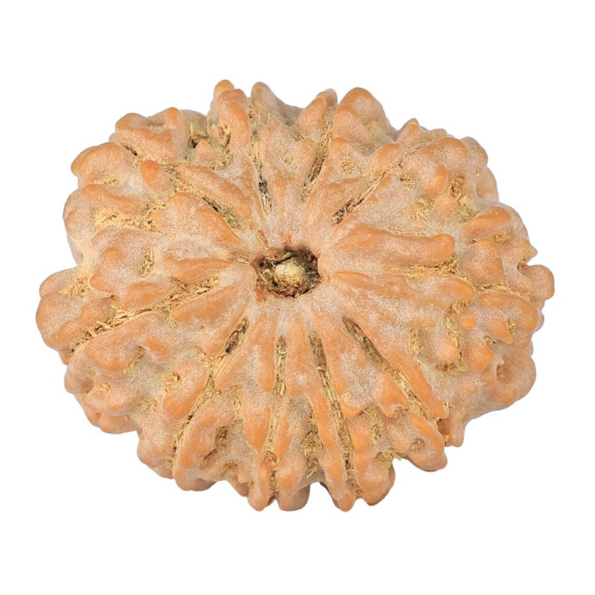 10 Mukhi Rudraksha 26.2mm 4.79gm - Rudraksha