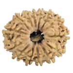 14 Mukhi Rudraksha 27.2mm 3.3gm - Rudraksha