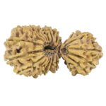 20 MK Gaurishankar 45.7mm 7.4gm - Rudraksha