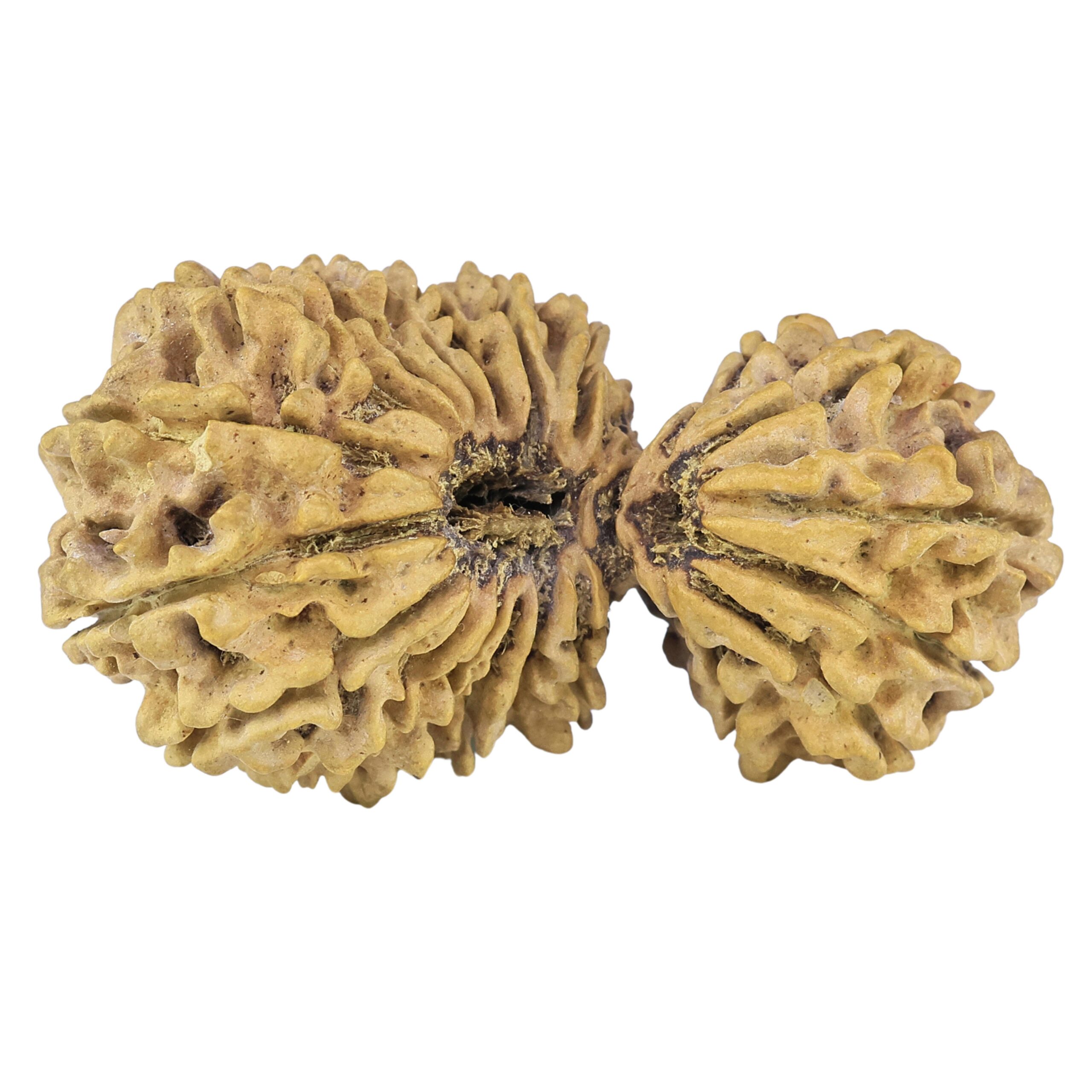 20 MK Gaurishankar 45.7mm 7.4gm - Rudraksha