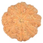 8 Mukhi Rudraksha 23.3mm 4.65gm - Rudraksha