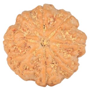 8 Mukhi Rudraksha 23.3mm 4.65gm