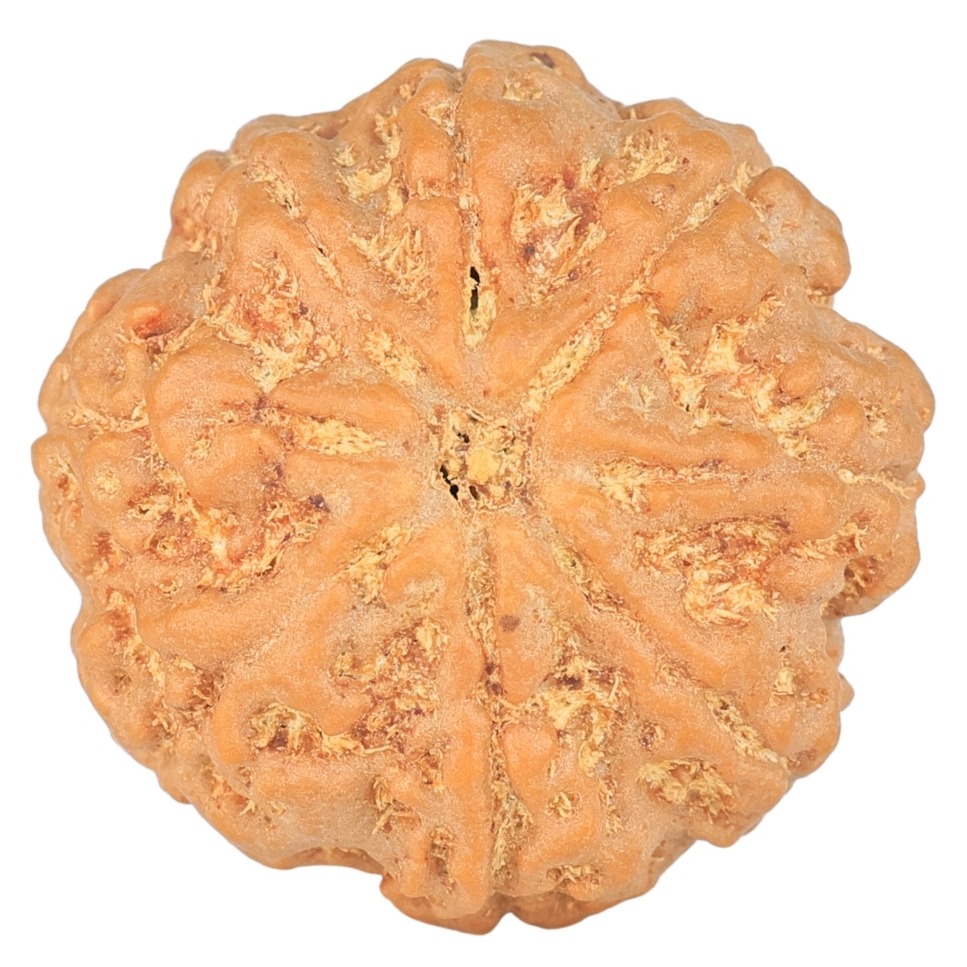 8 Mukhi Rudraksha 23.3mm 4.65gm - Rudraksha