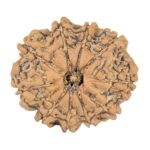 10 Mukhi Rudraksha 23.7mm 3.18gm - Rudraksha