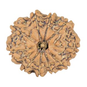 10 Mukhi Rudraksha 23.7mm 3.18gm - Rudraksha