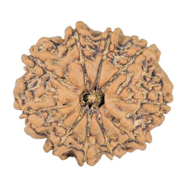 10 Mukhi Rudraksha 23.7mm 3.18gm - Rudraksha