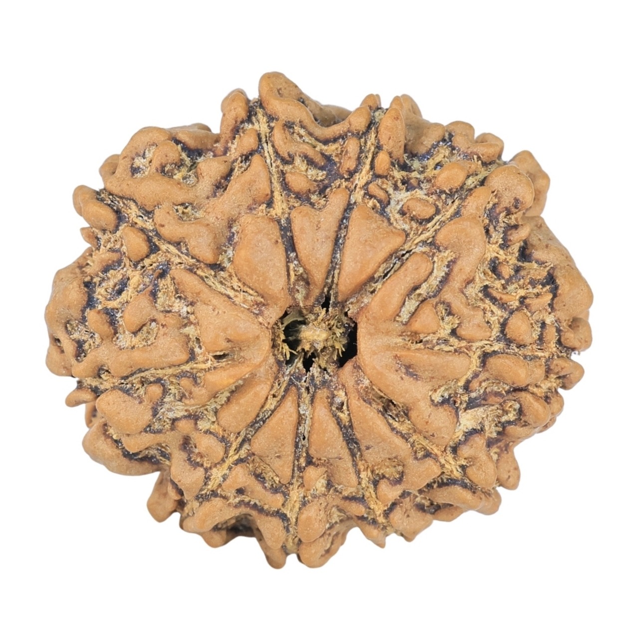 10 Mukhi Rudraksha 23.7mm 3.18gm - Rudraksha