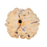 2 Mukhi Rudraksha 18.2mm 1.87gm - Rudraksha