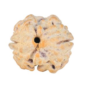 2 Mukhi Rudraksha 18.2mm 1.87gm - Rudraksha