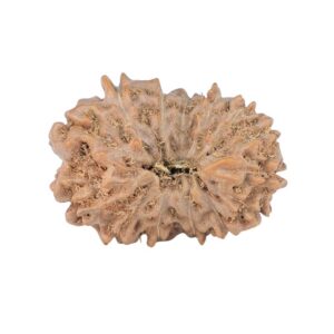 14 Mukhi Rudraksha 22.6mm 2.38gm - Rudraksha