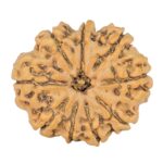 9 Mukhi Rudraksha 24.2mm 3.59gm - Rudraksha