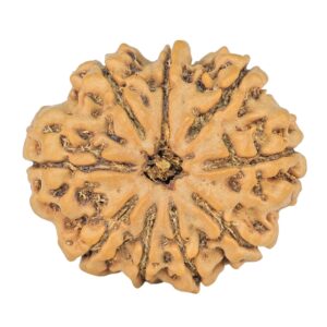 9 Mukhi Rudraksha 24.2mm 3.59gm