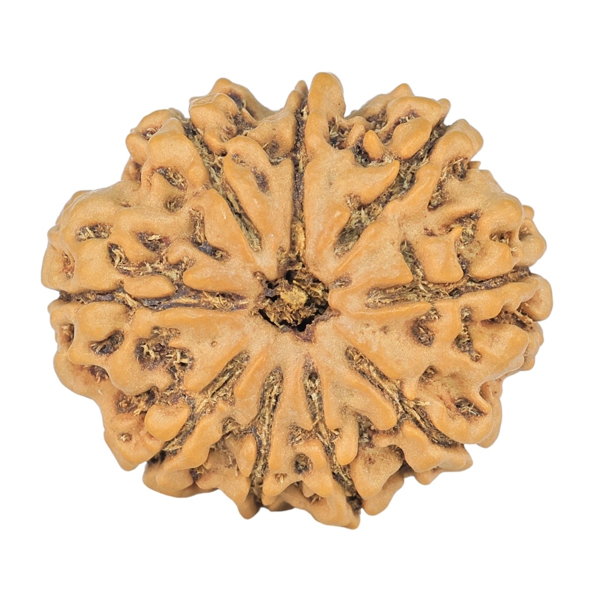 9 Mukhi Rudraksha 24.2mm 3.59gm - Rudraksha