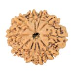 10 Mukhi Rudraksha 24.7mm 3.36gm - Rudraksha