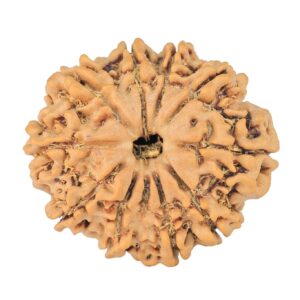 10 Mukhi Rudraksha 24.7mm 3.36gm - Rudraksha