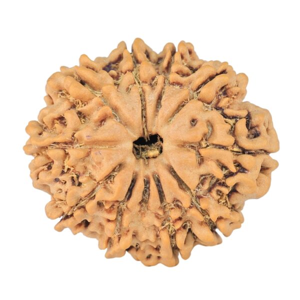 10 Mukhi Rudraksha 24.7mm 3.36gm - Rudraksha